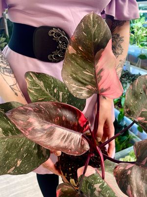 Philodendron Pink Princess Marble fi14