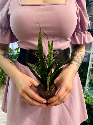 Sansevieria Black Coral fi7