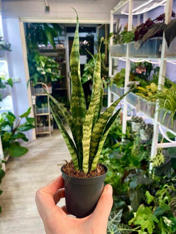 Sansevieria Black Coral fi7