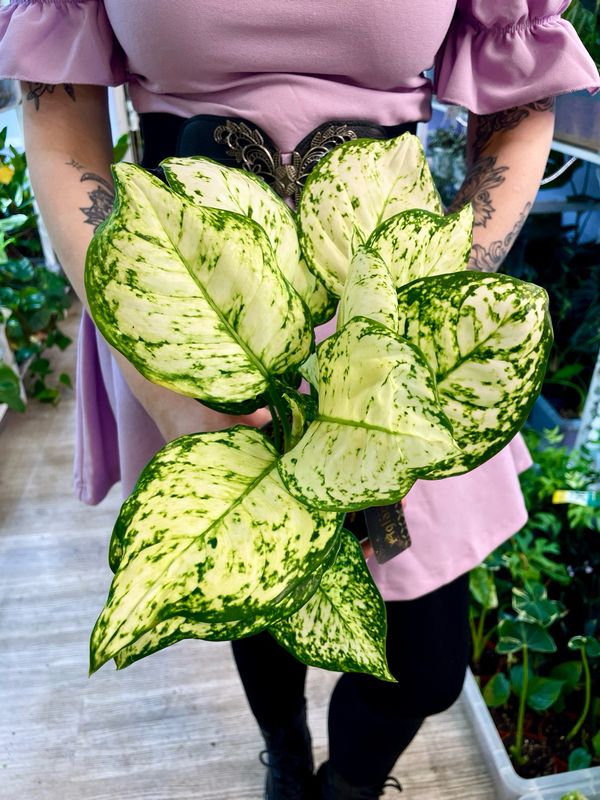 Aglaonema fi12