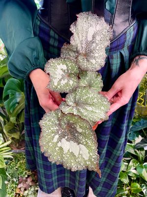 Begonia Speckled fi10.5