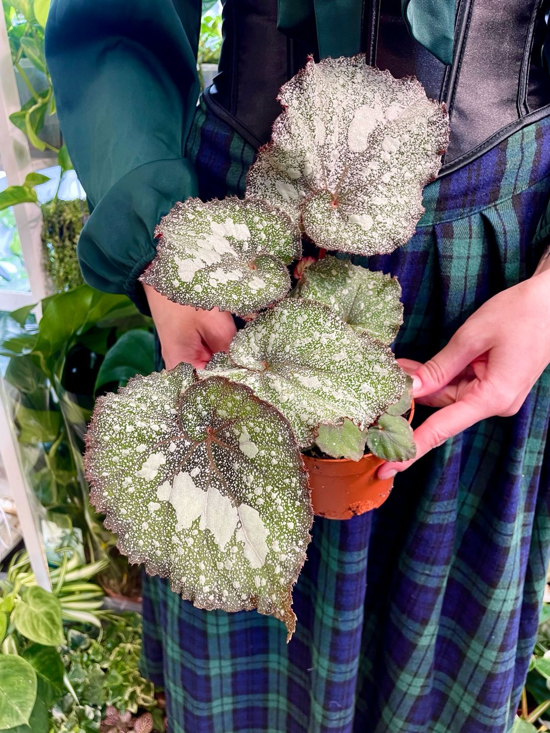Begonia Speckled fi10.5