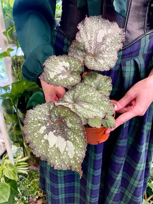 Begonia Speckled fi10.5