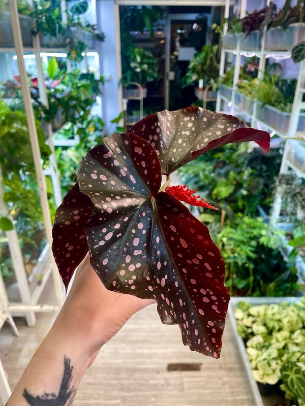 Begonia Palmata D Don fi8