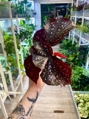 Begonia Palmata D Don fi8