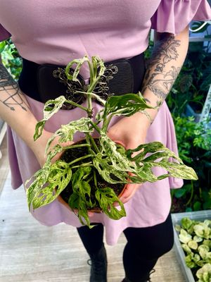 Monstera adansonii frozen freckles