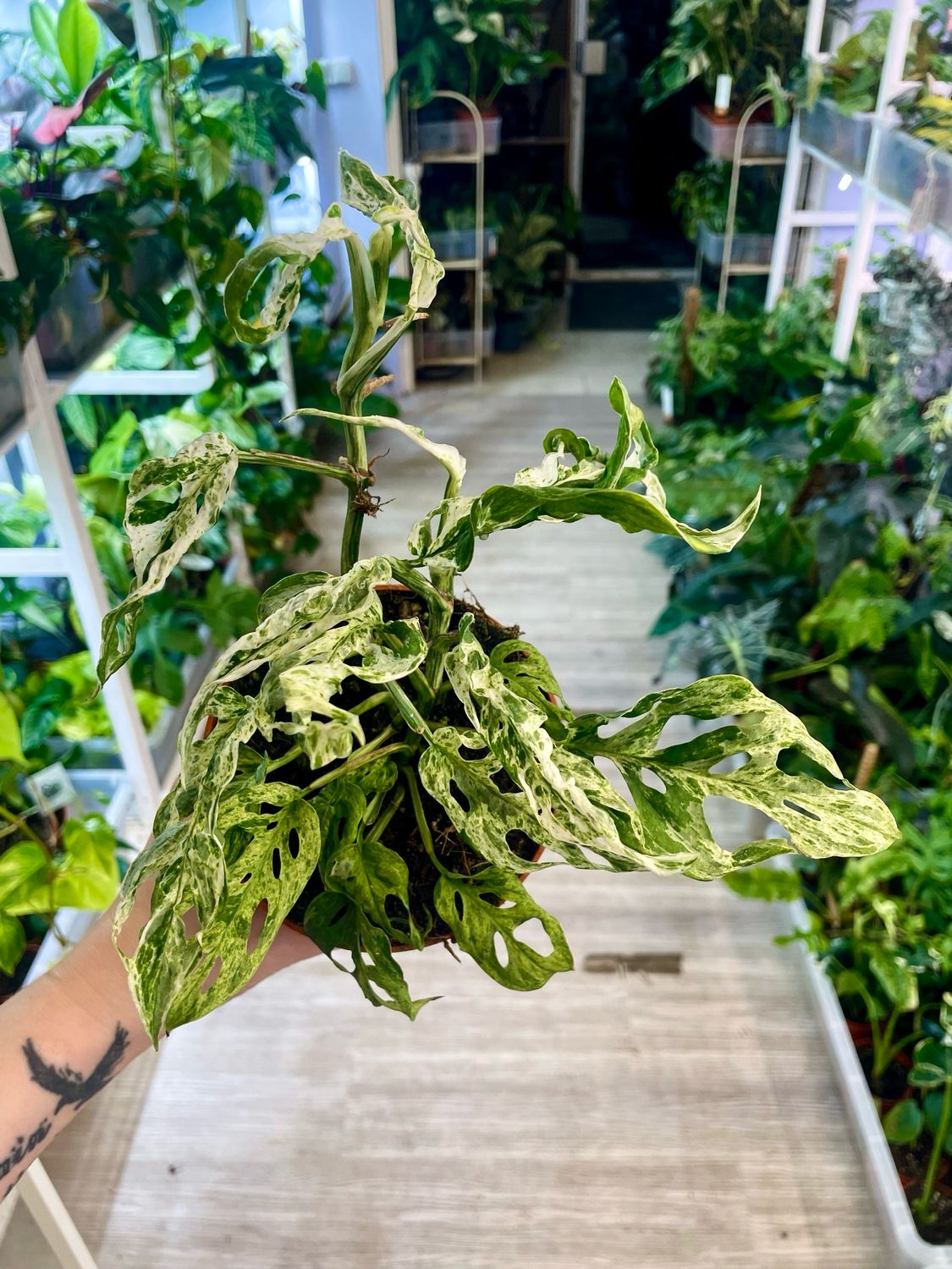 Monstera adansonii frozen freckles
