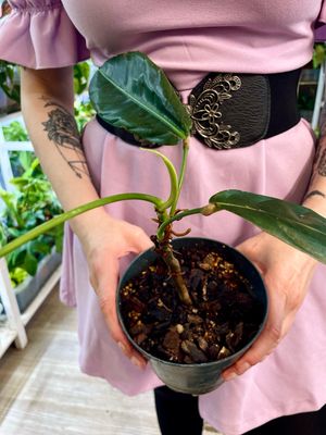 Philodendron Patriciae M