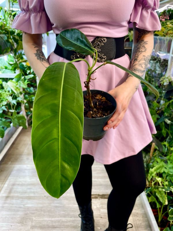 Philodendron Patriciae M