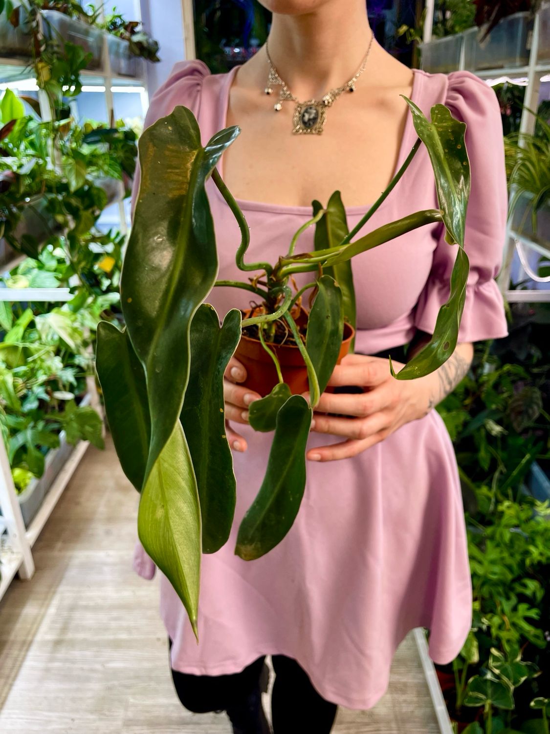 Philodendron Spiritus Sancti M