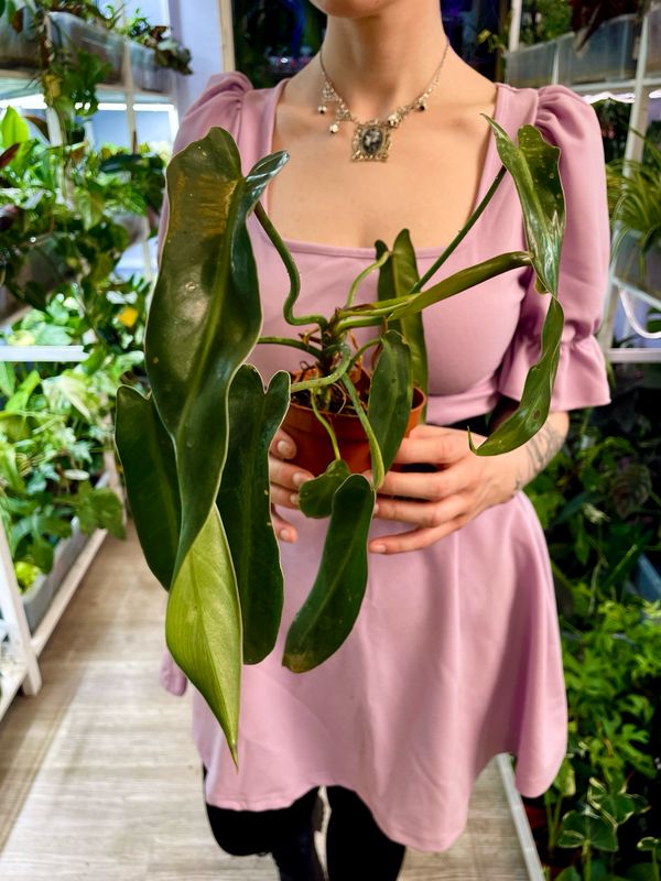 Philodendron Spiritus Sancti M