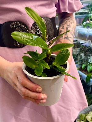 Cattleya orhideja mix (nepoznata boja, bez cvijeta) fi12