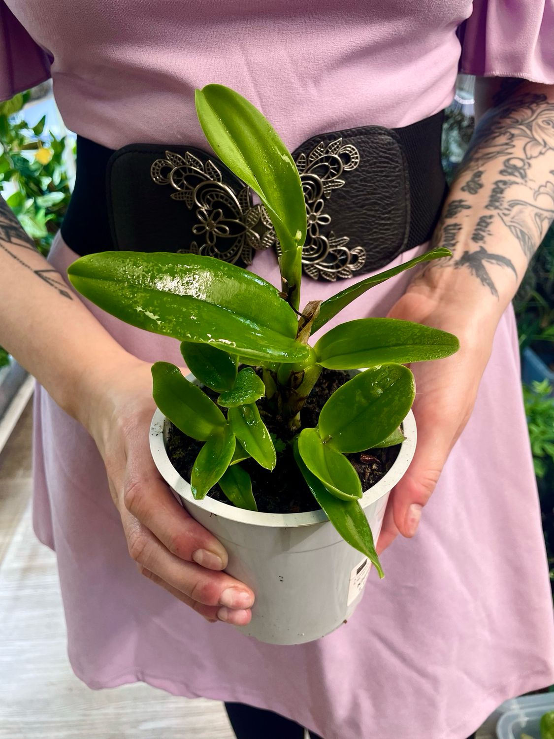 Cattleya orhideja mix (nepoznata boja, bez cvijeta) fi12