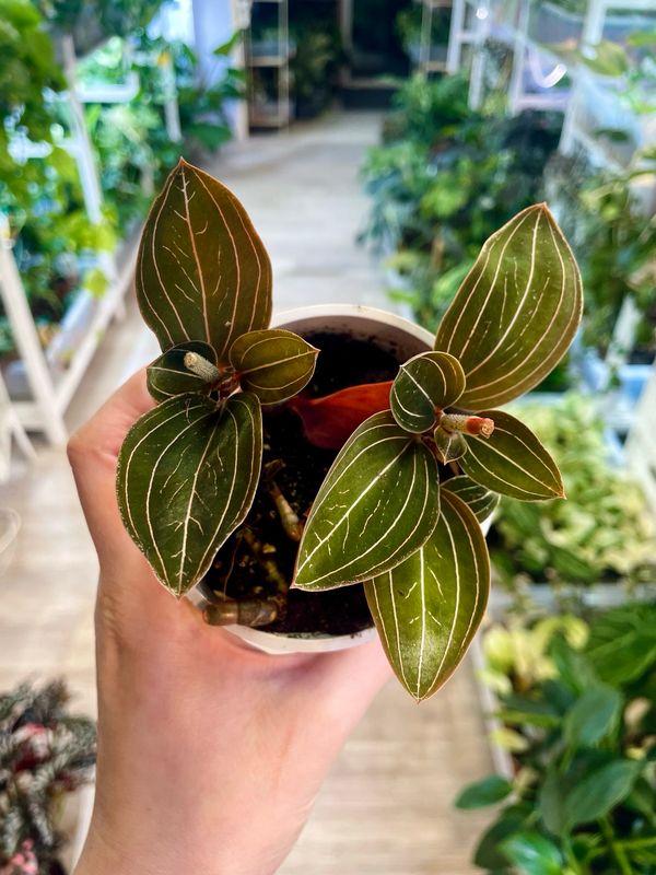 Ludisia discolor fi9