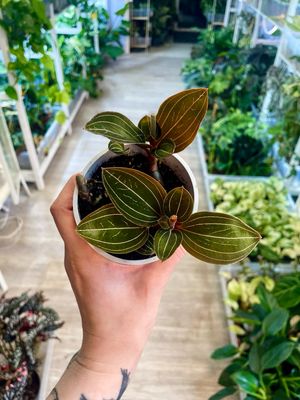 Ludisia discolor fi9