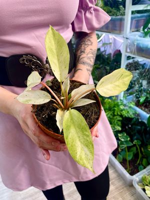 Philodendron Snow Drift fi12