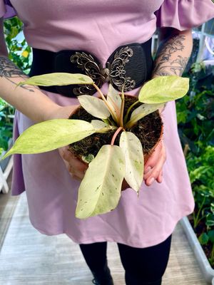 Philodendron Snow Drift fi12