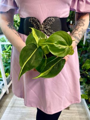 Philodendron Brasil fi8.5