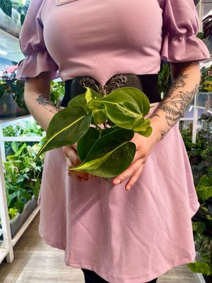 Philodendron Brasil fi8.5