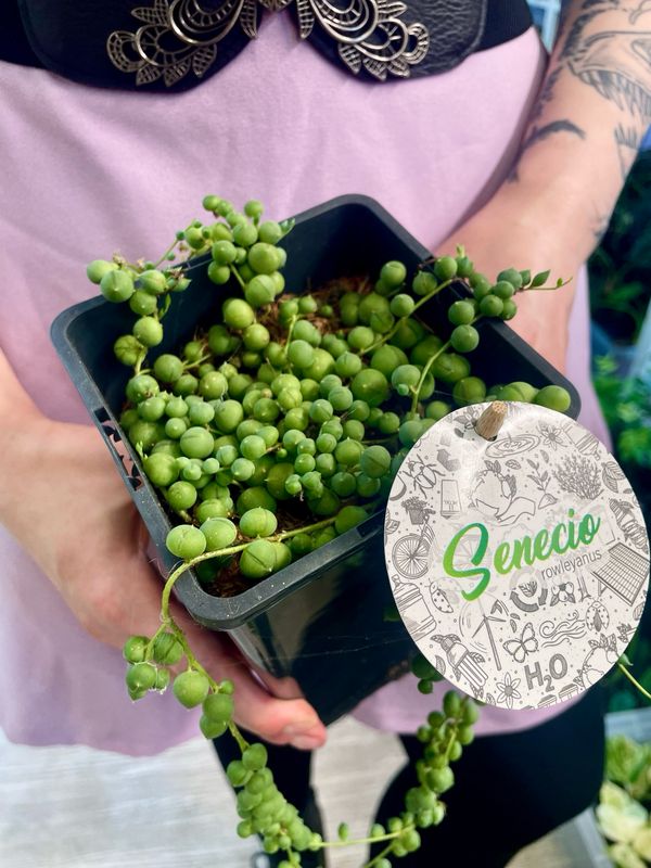 Senecio rowleyanus String of pearls (krunica) 