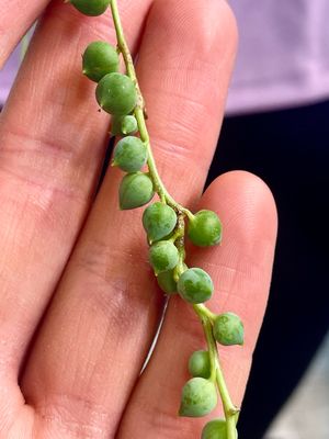 Senecio rowleyanus String of pearls (krunica) 