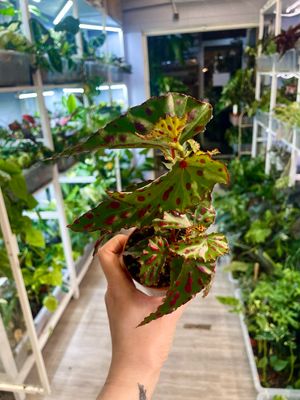 Begonia Pink Dottie fi8