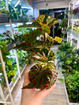 Begonia Pink Dottie fi8