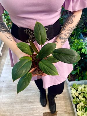 Homalomena Red Sumatra fi10.5