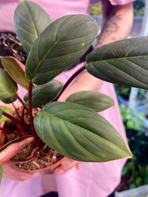 Homalomena Red Sumatra fi10.5