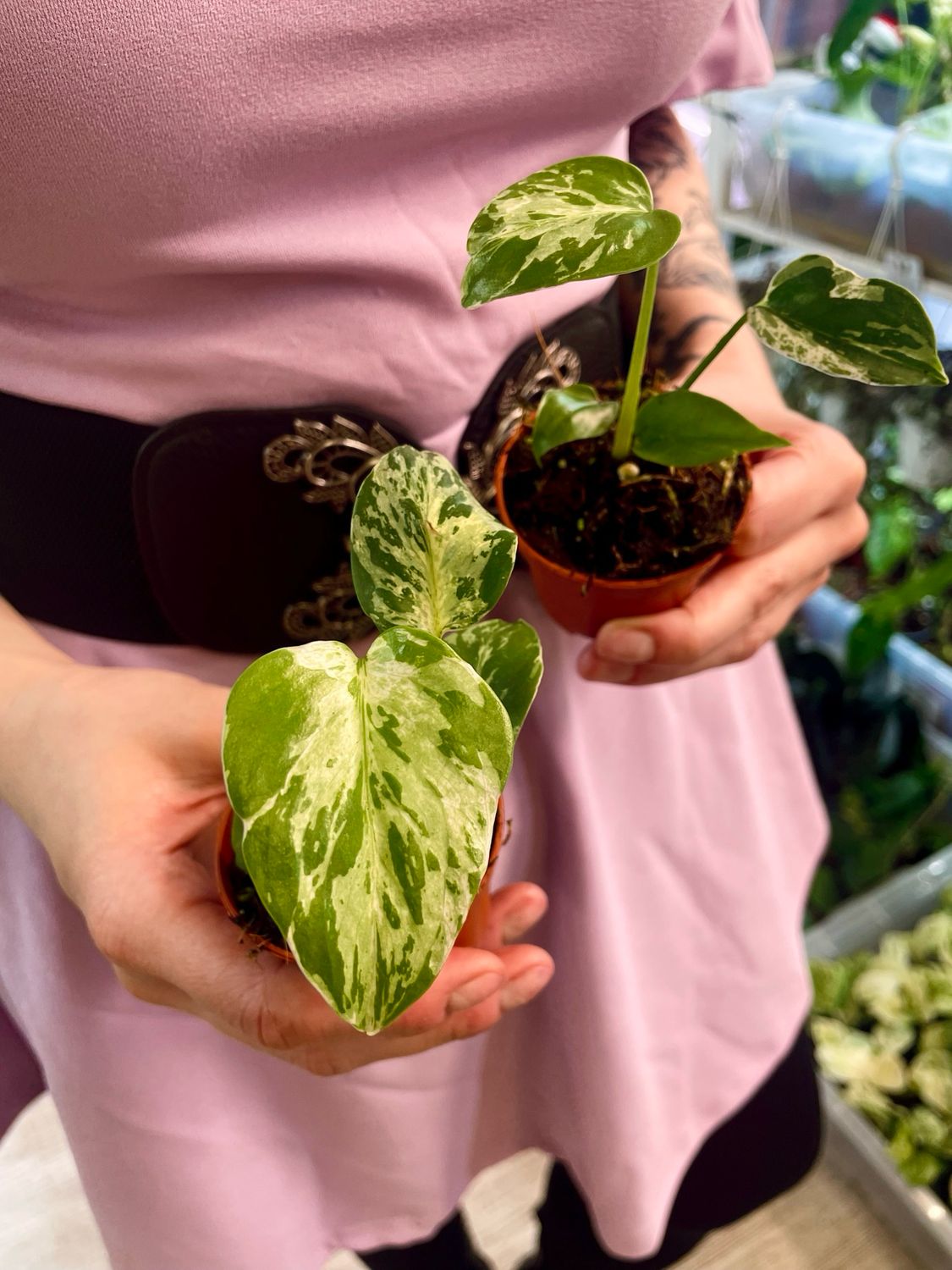 Monstera Blubasaur fi6