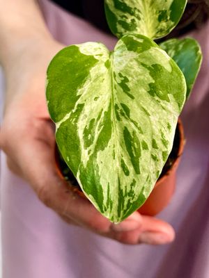 Monstera Blubasaur fi6