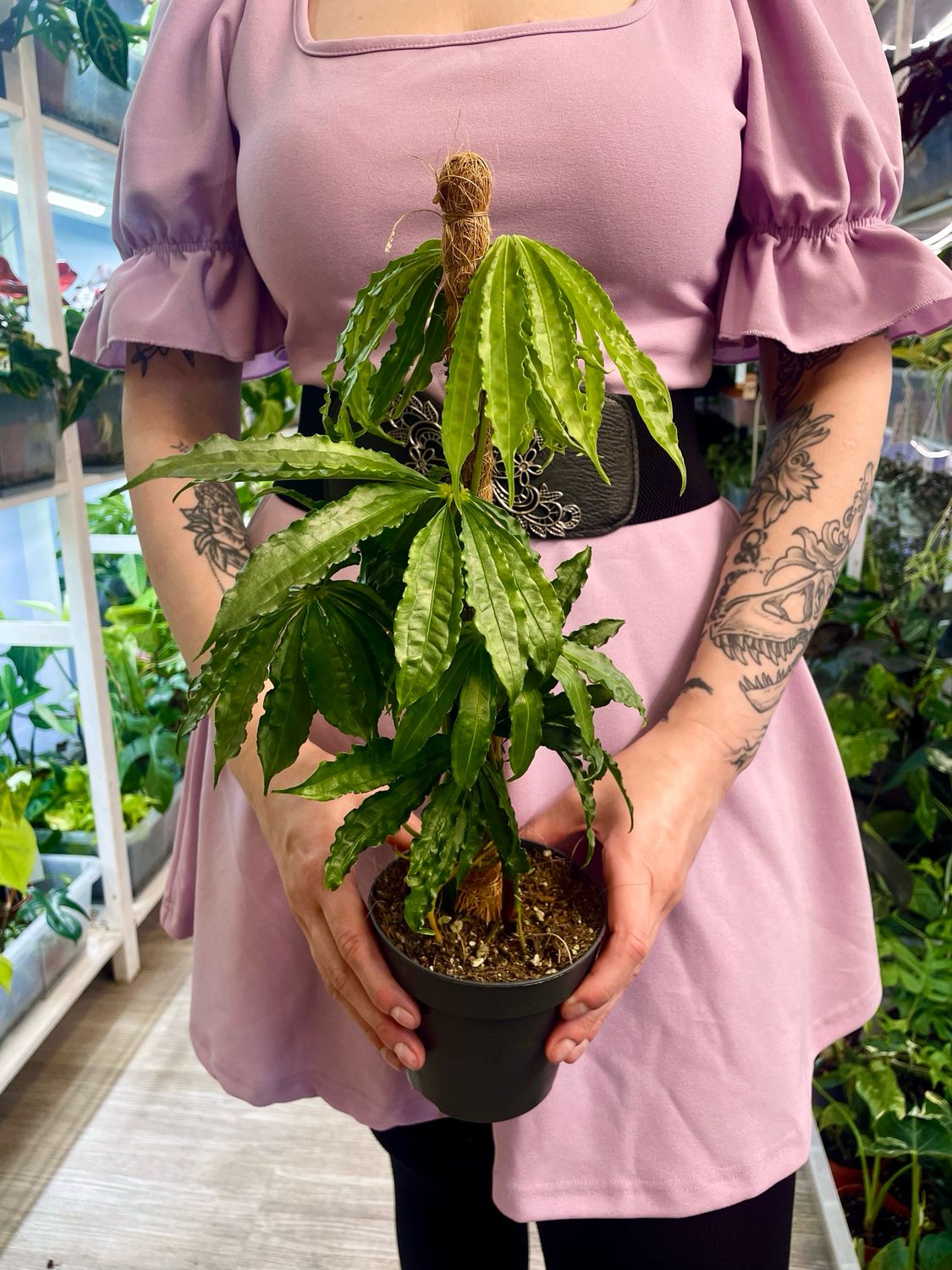 Anthurium Polyschistum fi12