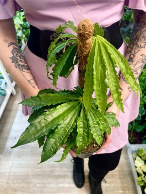 Anthurium Polyschistum fi12