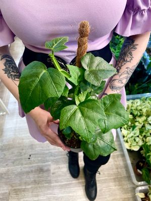 Parthenocissus quadrangularis na štapu fi12