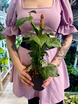 Parthenocissus quadrangularis na štapu fi12