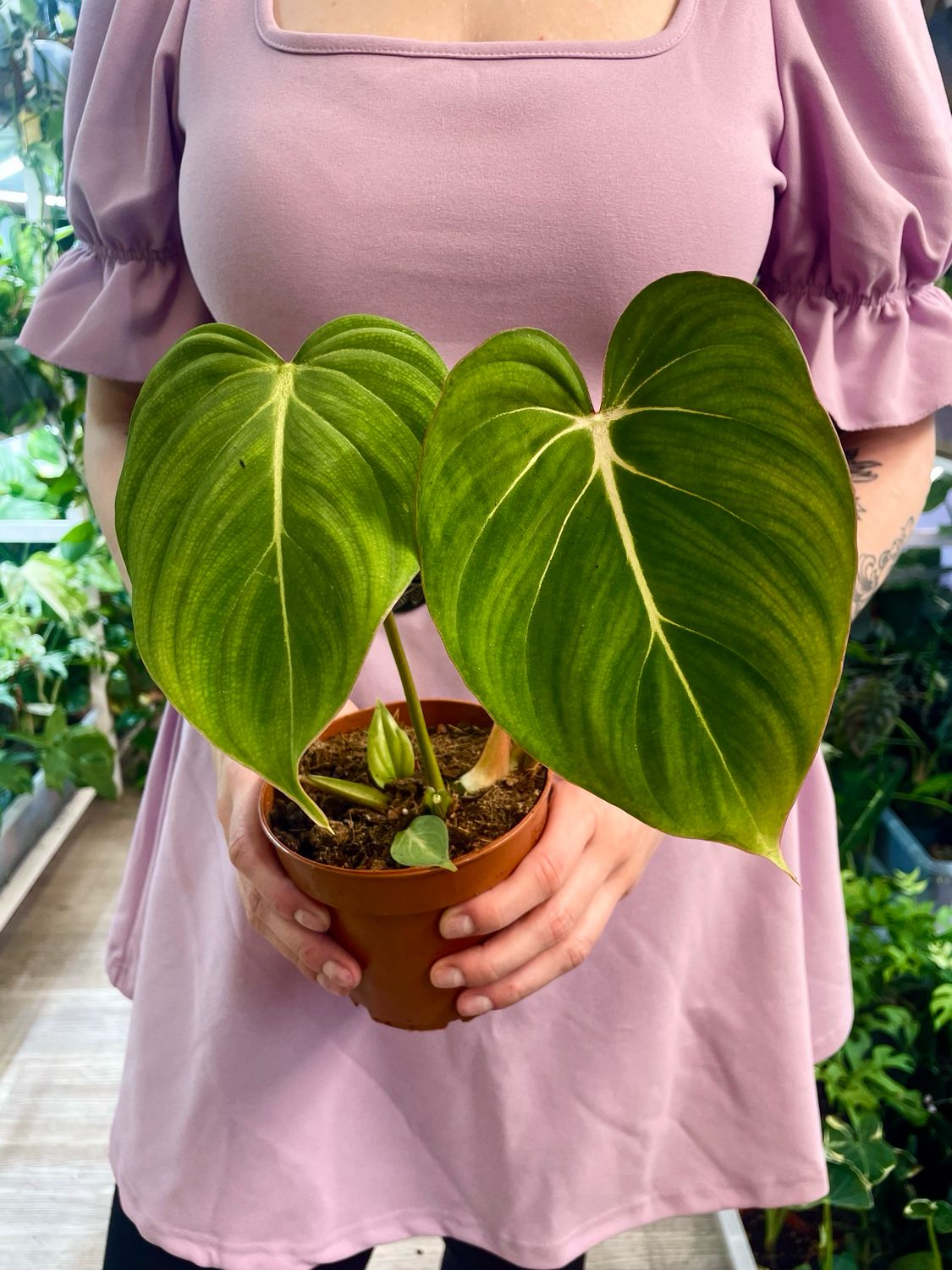 Philodendron Gloriosum fi12