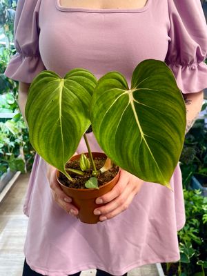 Philodendron Gloriosum fi12