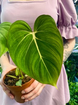 Philodendron Gloriosum fi12