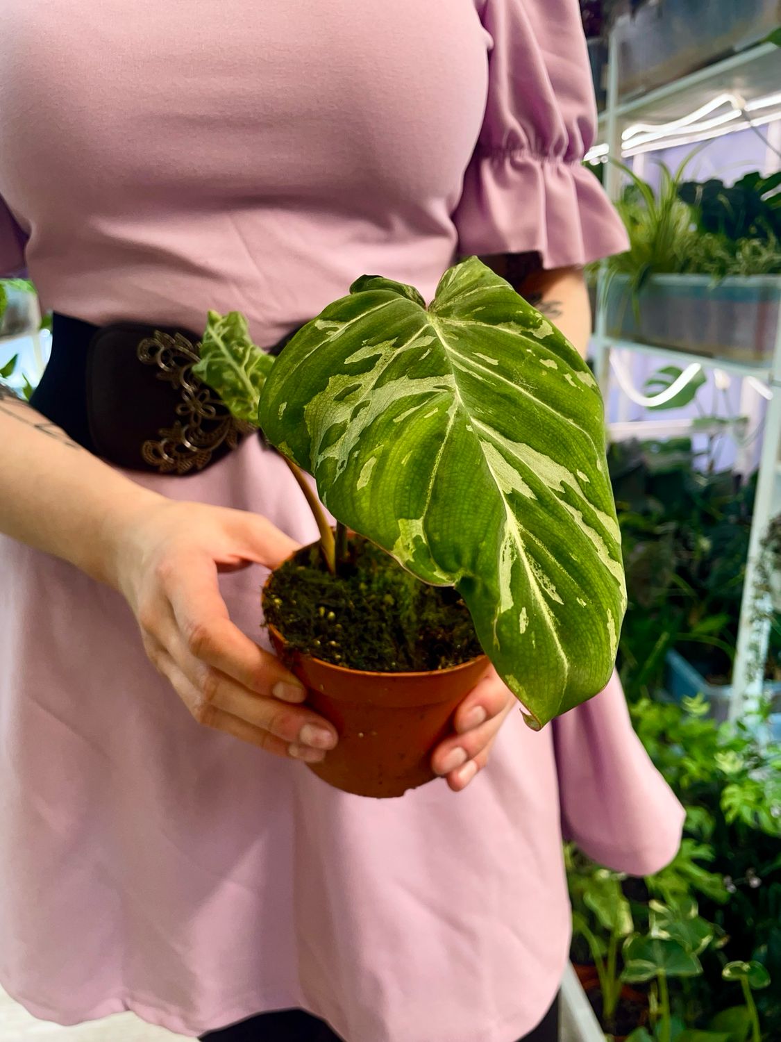 Philodendron gloriosum Snow Leopard fi10.5