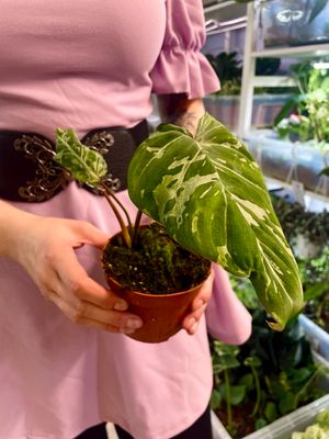 Philodendron gloriosum Snow Leopard fi10.5