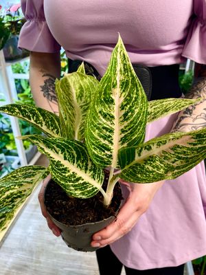 Aglaonema pink fi13