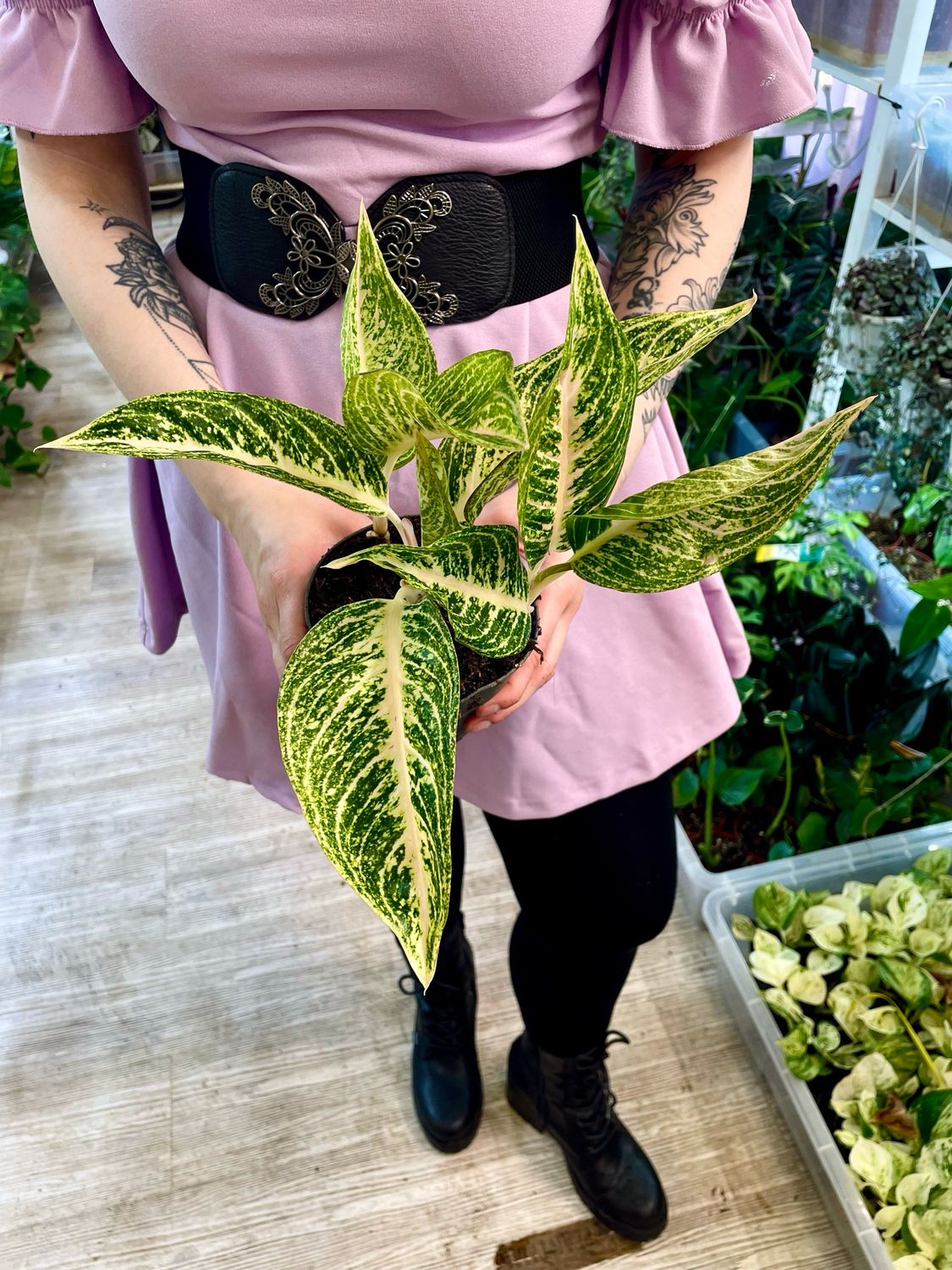 Aglaonema pink fi13