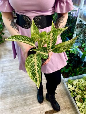 Aglaonema pink fi13
