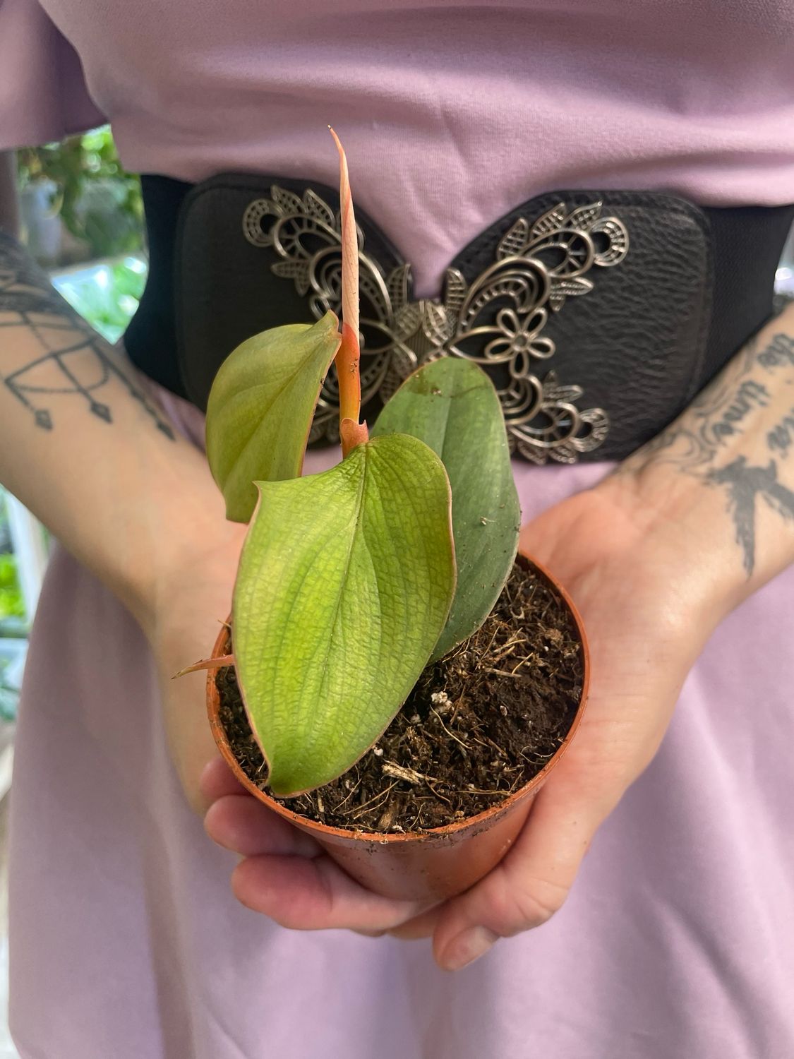 Philodendron Burle Marx Fantasy fi8