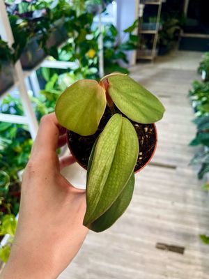 Philodendron Burle Marx Fantasy fi8