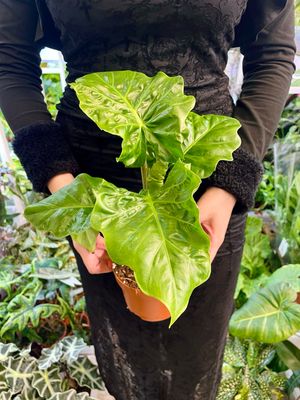 Alocasia Low Rider fi12