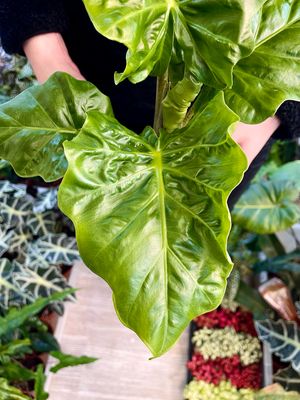 Alocasia Low Rider fi12