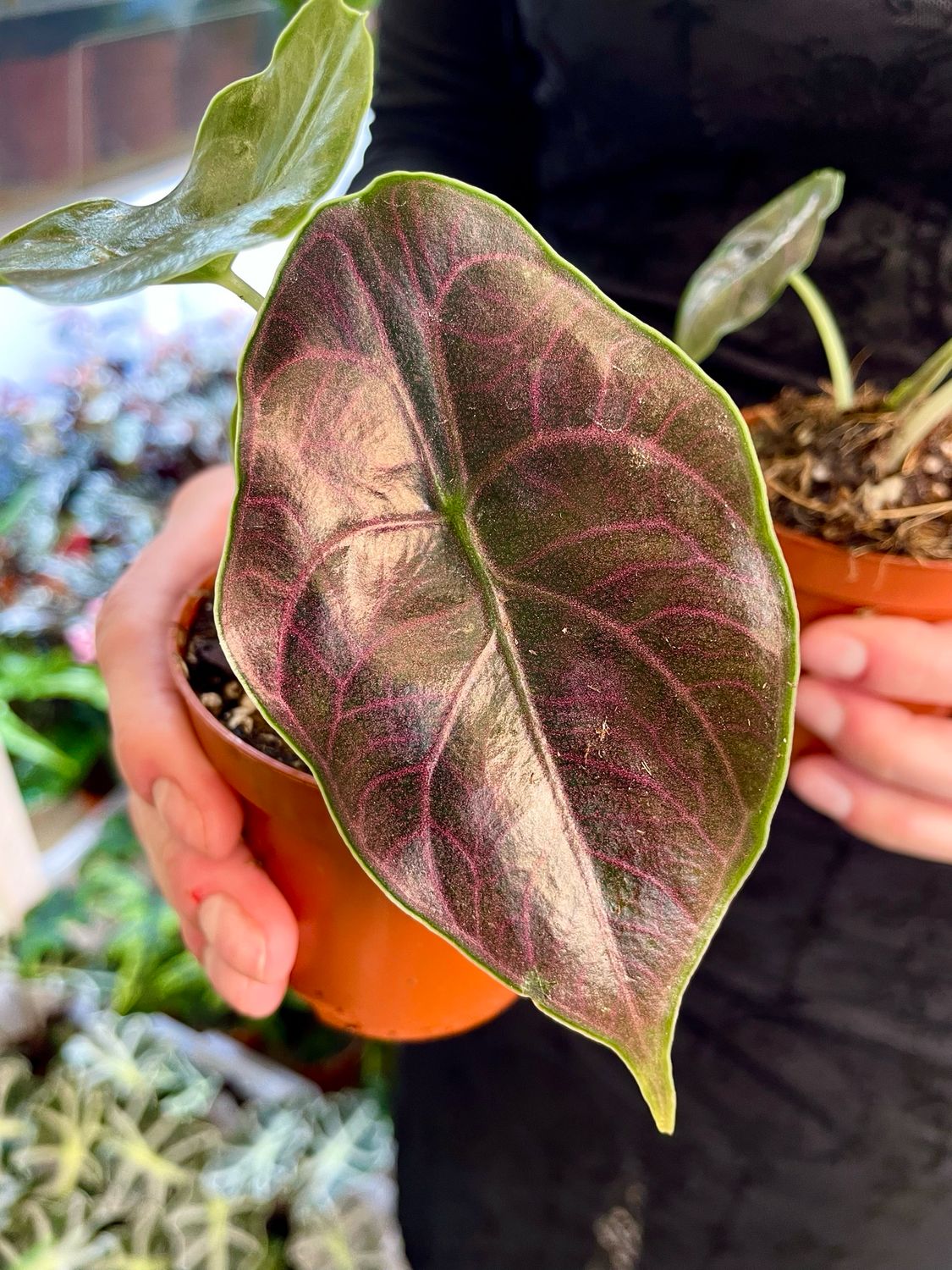 Alocasia Azlanii fi8