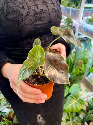 Alocasia Azlanii fi8