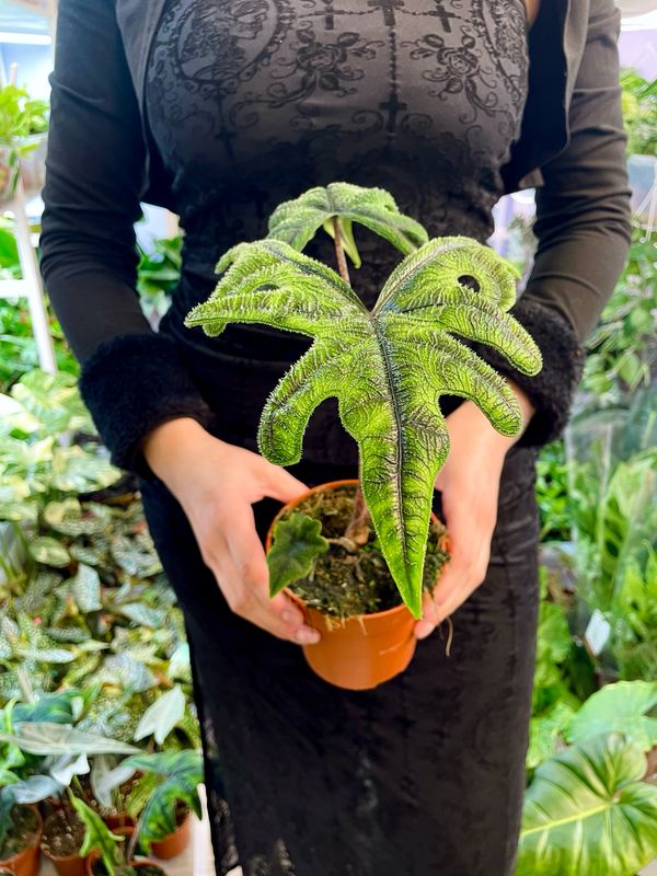 Alocasia Jacklyn fi12